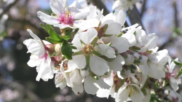 Almond blossoms in the Quinta De Los Molinos, Madrid, MD, Spain