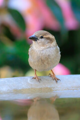 House Sparrow at water fountain