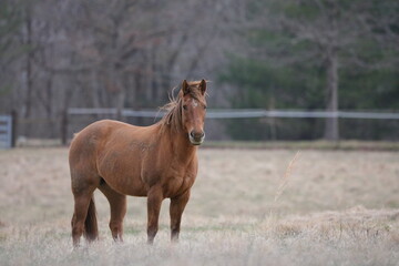 Fototapeta premium horse in the field