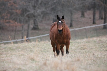 horse in a field
