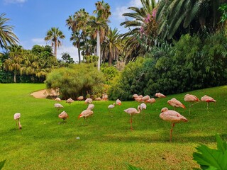 Flamingi na trawie - Teneryfa Loro Parque