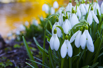 Close-up of fresh snowdrops, galanthus nivalis, first spring flowers blooming in the forest in golden hour. Wildflowers blossom in the morning or evening sunlight. Easter topic, spring symbol