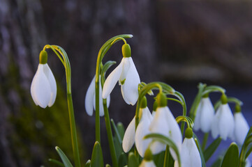 Close-up of fresh snowdrops, galanthus nivalis, first spring flowers blooming in the forest in golden hour. Wildflowers blossom in the morning or evening sunlight. Easter topic, spring symbol