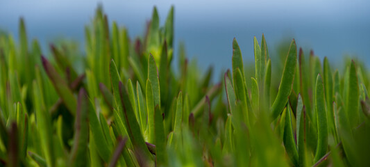 Fototapeta premium green grass and blue sky