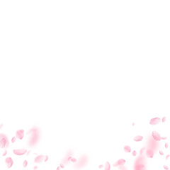 Sakura petals falling down. Romantic pink flowers gradient. Flying petals on white square background. Love, romance concept. Bizarre wedding invitation.