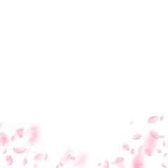 Sakura petals falling down. Romantic pink flowers gradient. Flying petals on white square background. Love, romance concept. Bizarre wedding invitation.