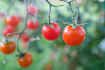 Red ripe cherry tomatoes on branches, close-up. Horizontal composition with a tomato bush and ripening tomatoes for publication, poster, screensaver, wallpaper, postcard, banner, cover, post