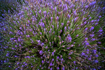 large lavender flowering shrub