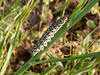 petite chenille équilibriste