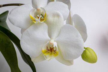 Fototapeta na wymiar White orchid on white background, close up. Amazing phalaenopsis orchid flowers of white color for publication, poster, calendar, post, screensaver, wallpaper, card, postcard, banner, cover, website