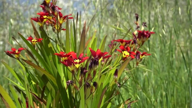 Harlequin flower (Sparaxis tricolor) blooms in closeup with tall grass swaying in the breeze in the background.