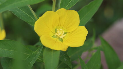 Yellow bush flower. wild flower.