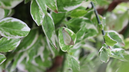 Butterfly perched on green and white leaf. Camouflaged butterfly.