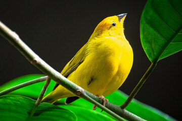 yellow parrot