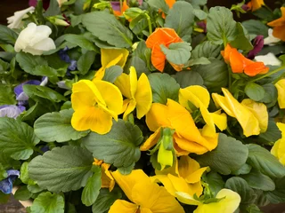 Fotobehang Viooltje yellow Pansy flowers blooming in spring   © Tammi Mild