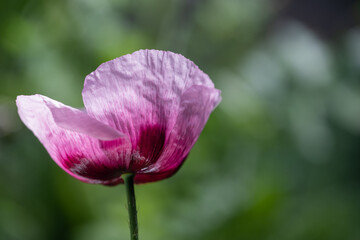 single pink poppy flower on green background