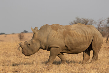Dehorned White Rhino, South Africa