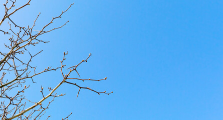 Tree branches without leaves close-up against a bright blue sky on a sunny spring day. Natural minimalist background. Banner with copy space. Spraying or pruning gardening service. Planting seedlings