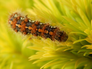 demoiselle chenille 