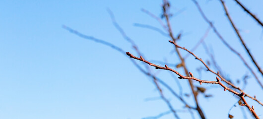 Tree branches without leaves close-up against a bright blue sky on a sunny spring day. Natural minimalist background. Banner with copy space. Spraying or pruning gardening service. Planting seedlings