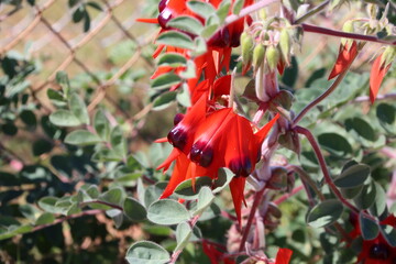 Sturt's Desert Pea (Swainsona formosa),  Cape Range National Park near Exmouth, Western Australia.