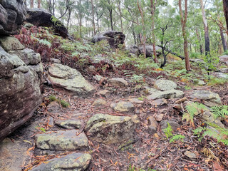 Fototapeta na wymiar Australian bush walking track in the rain surrounded by eucalypt forest