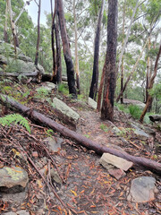 Australian bush walking track in the rain surrounded by eucalypt forest