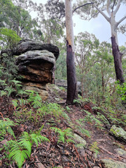 Fototapeta premium Australian bush walking track in the rain surrounded by eucalypt forest