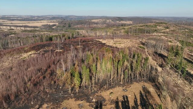 Fire forest after flame drone aerial drought dry black earth ground vegetation wild stand green natural disaster burnt down trees Bark beetle shot pest Ips typographus dead, spruce bast tree Czech