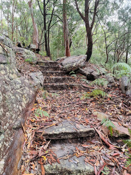 Australian Bush Walking Track In The Rain Surrounded By Eucalypt Forest