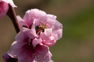 fiori di pesco sugli alberi primavera
