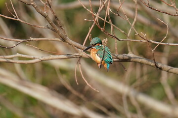 kingfisher in the forest