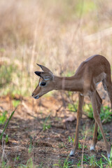 Baby impala