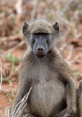 Portrait of chacma baboon