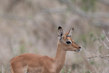 Baby impala