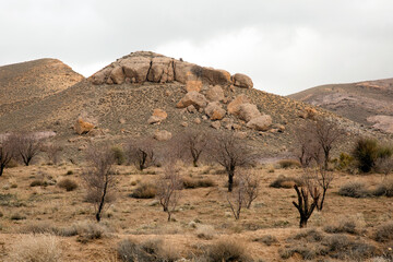 landscape in the desert
landscape in the Trees and rocks 