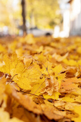 Autumn leaves on the ground.