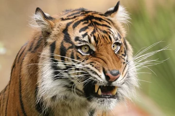 Foto op Plexiglas portrait of a tiger © melanie