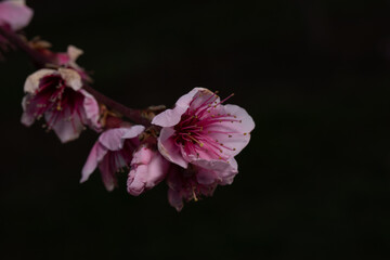 fiori rosa di pesco sbocciano in primavera