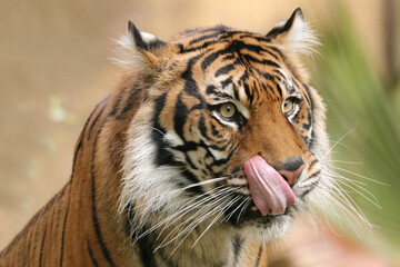 portrait of a tiger
