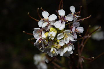 fiori bianchi e gialli sbocciano in primavera