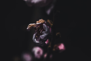 fiori di albicocca su fondo scuro dark