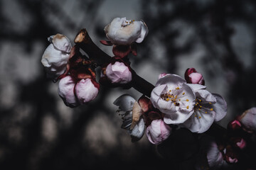 fiori di albicocca su fondo scuro dark