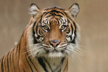 Fotobehang portrait of a tiger © melanie