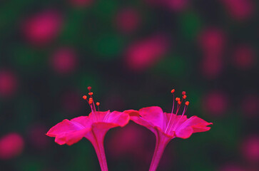 Par de flores Don Diego de noche color fucsia © Maelia Rouch