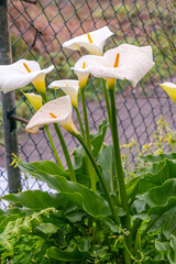 Planta con tallo verde y hoja blanca