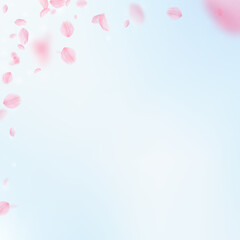 Sakura petals falling down. Romantic pink flowers corner. Flying petals on blue sky square background. Love, romance concept. Popular wedding invitation.