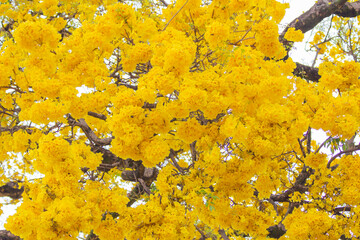 Brazilian Savannah Flower
Very yellow, this flower is common in brazilian savannah.