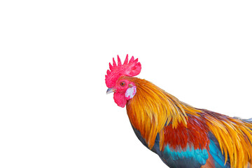 beautiful rooster isolated on white background