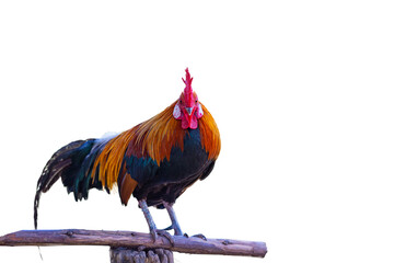 beautiful rooster isolated on white background